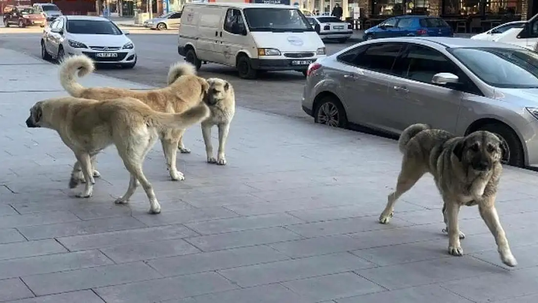 Sokak köpeklerinin yerini harita üzerinde gösteren ‘havrita.com’a erişim engellendi