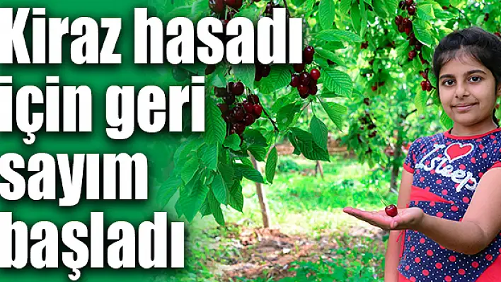 13 bin ağaçta hasat hazırlığı