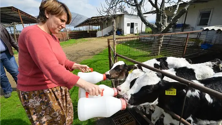 1,6 milyon kişinin sütü Torbalı’dan