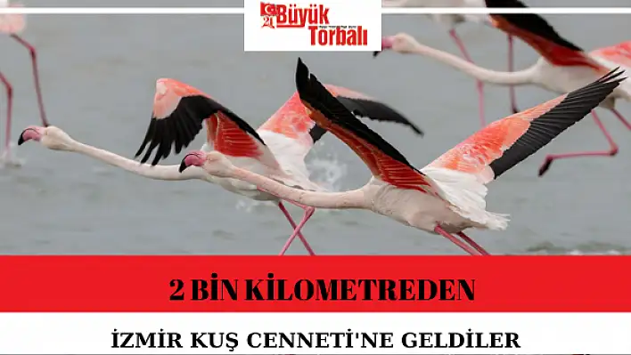 2 bin kilometreden İzmir Kuş Cenneti’ne geldiler