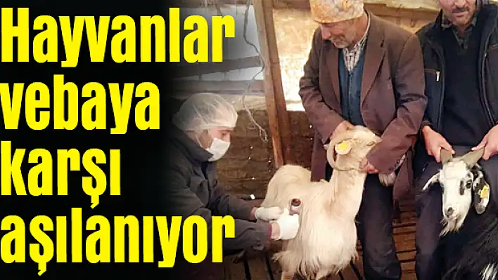 20 bin hayvan aşılanacak