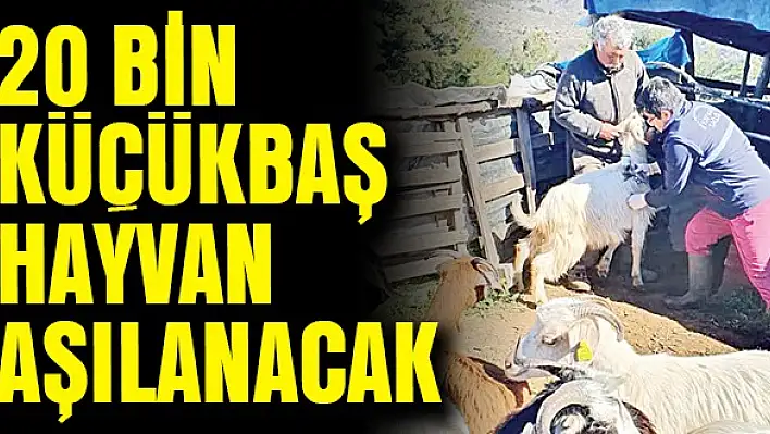 20 bin küçükbaş hayvan aşılanacak