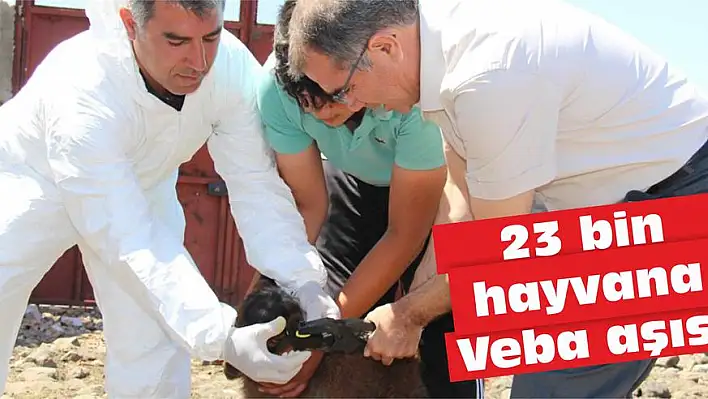 23 bin hayvana Veba aşısı