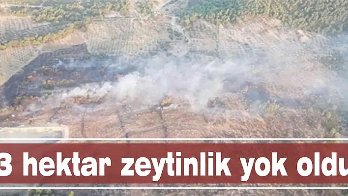 3 hektar zeytinlik yok oldu