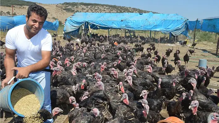 45 günde tavuk yetişmesine kızıp, hindi çiftliği kurdu