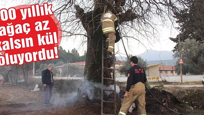 500 yıllık ağaç az kalsın kül oluyordu!