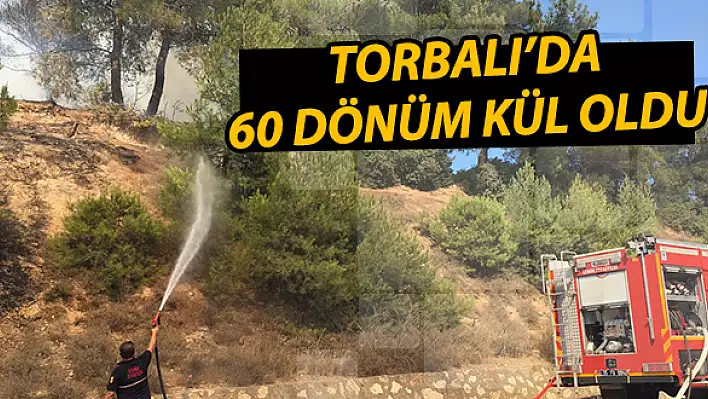 60 dönüm kül oldu