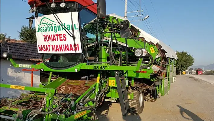 600 kişinin topladığı domatesi hasat edecek