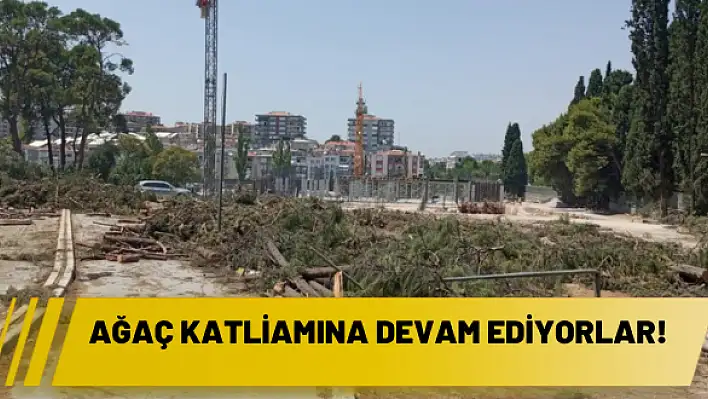 Ağaç katliamına devam ediyorlar!