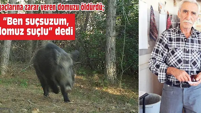 Ağaçlarına zarar veren domuzu öldürdü, 'Ben suçsuzum, domuz suçlu' dedi