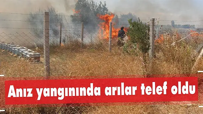 Anız yangınında arılar telef oldu