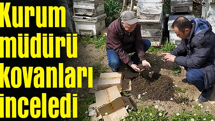 Arı ölümlerinin nedeni araştırılıyor