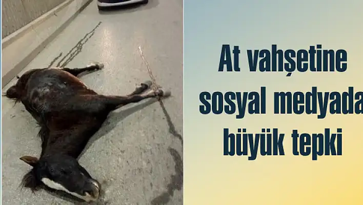 At vahşetine sosyal medyada büyük tepki