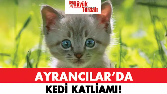 Ayrancılar'da kedi katliamı!