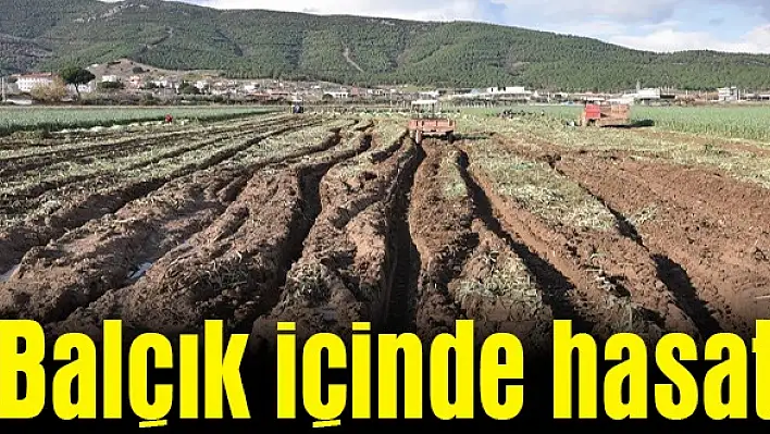 Balçık içinde hasat