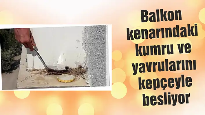 Balkon kenarındaki kumru ve yavrularını kepçeyle besliyor
