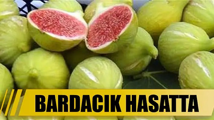 Bardacık hasatta