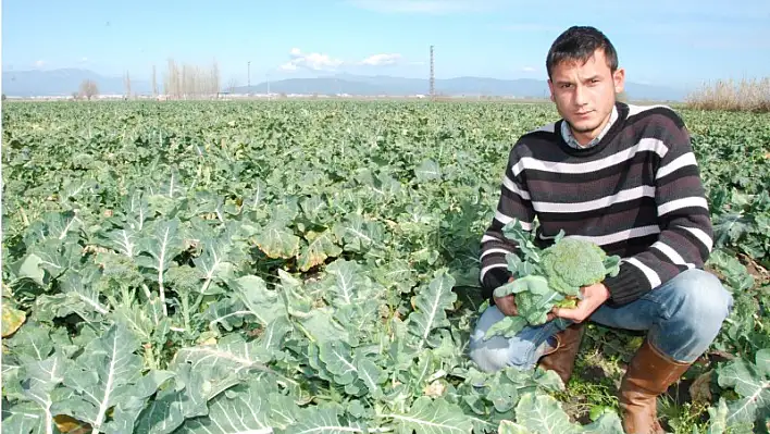 Bu yıl kış sebzeleri çiftçinin cebini ısıttı