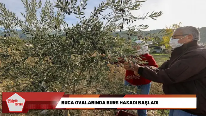 Buca’da burs hasadı başladı