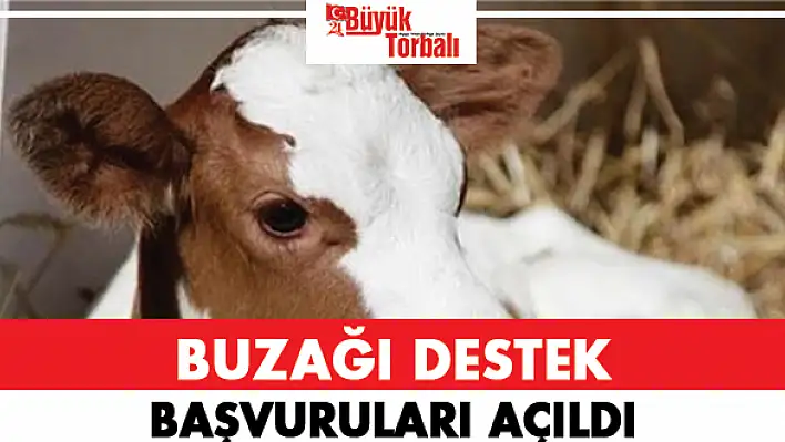 Buzağı desteği başvuruları açıldı