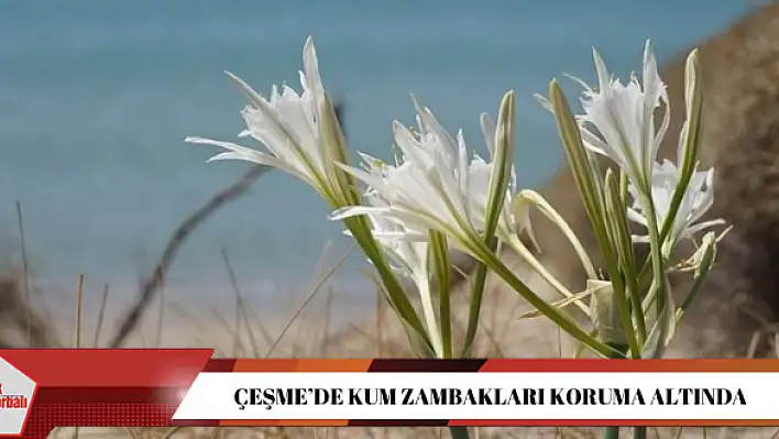 Çeşme'de kum zambakları koruma altında