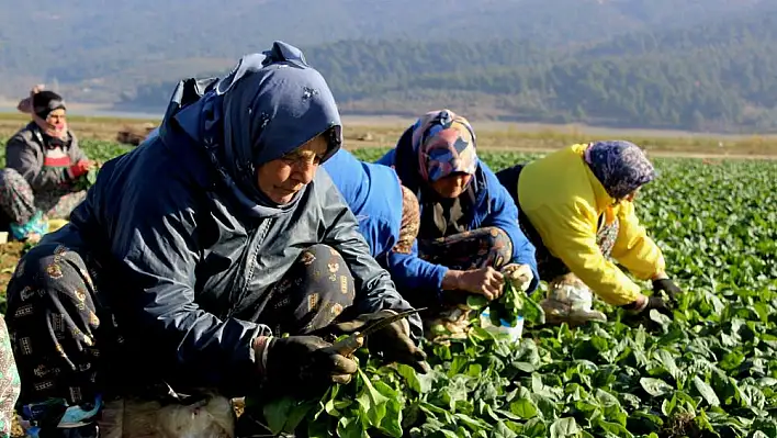 Çiftçinin mazotu pahalı ıspanağı ucuz