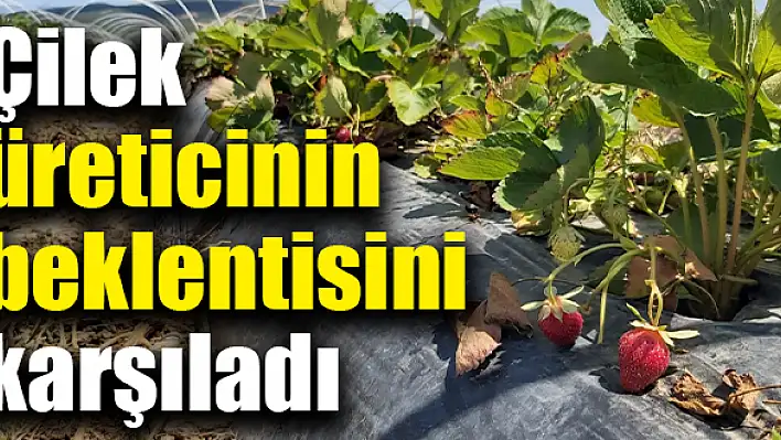 Çilek beklentileri karşıladı