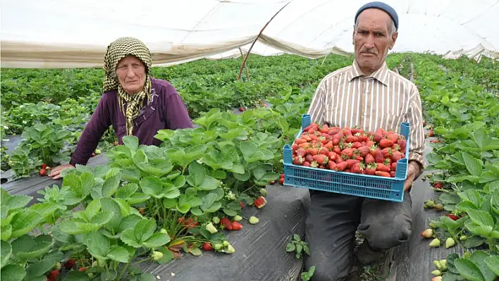 Çilek hasadı başladı