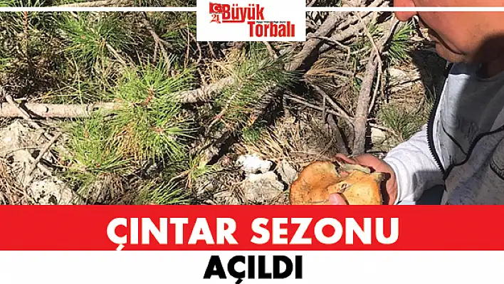 Çıntar sezonu açıldı