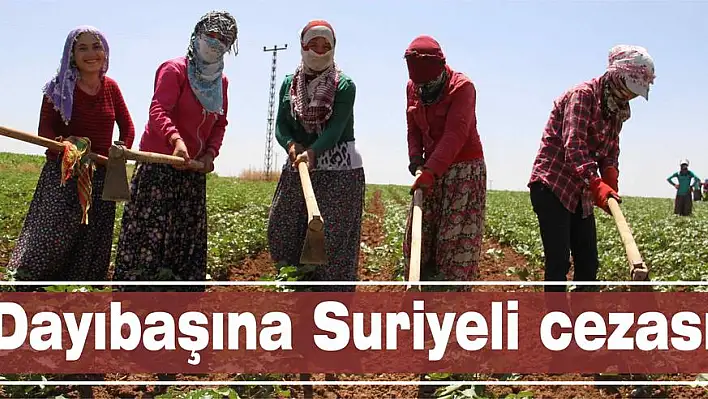 Dayıbaşına Suriyeli cezası