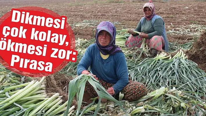 Dikmesi çok kolay, sökmesi zor: Pırasa