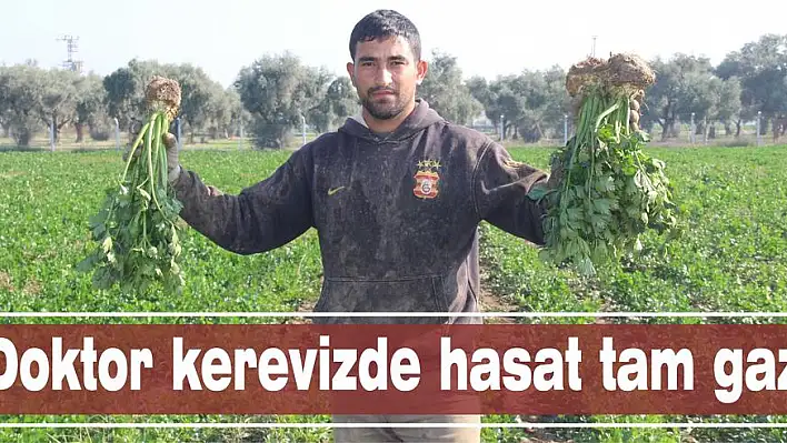 Doktor kerevizde  hasat tam gaz