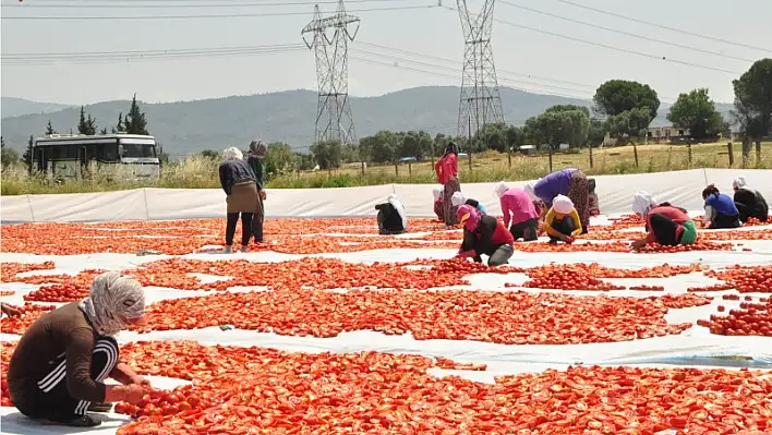 Domates dünya pazarına hazır