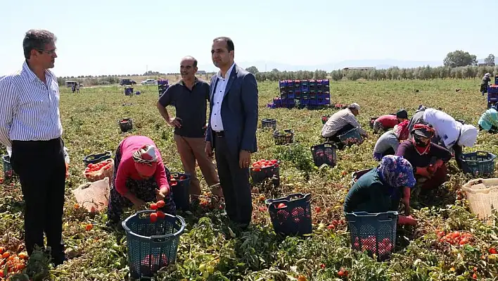 DOMATES HASADI FİYAT BELİRLENMEDEN BAŞLADI