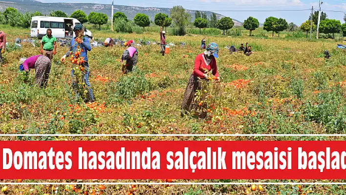 Domates hasadında salçalık mesaisi başladı