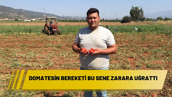 DOMATESİN BEREKETİ BU SENE ZARARA UĞRATTI