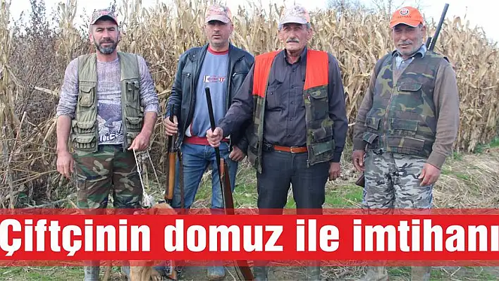 Domuzlar dadandı