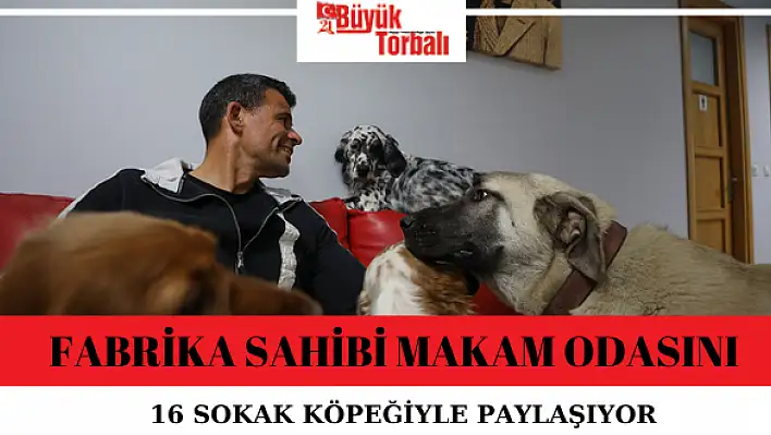 Fabrika sahibi makam odasını 16 sokak köpeğiyle paylaşıyor