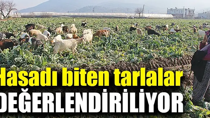 Hasadı biten tarlalar değerlendiriliyor