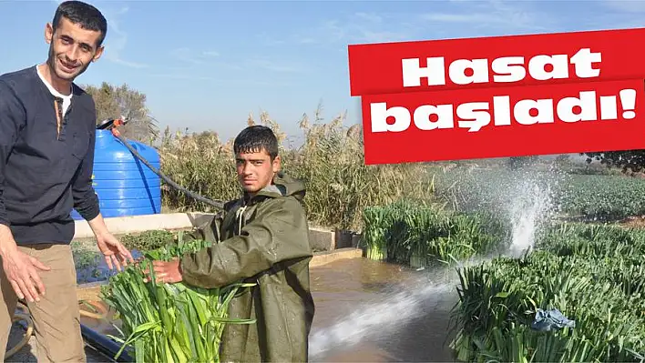 Hasat başladı!