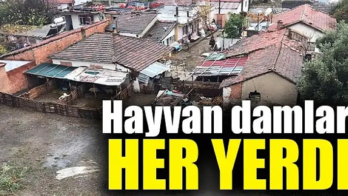 Hayvan damları her yerde