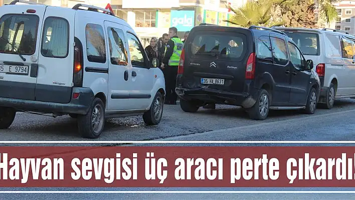 Hayvan sevgisi üç aracı perte çıkardı!