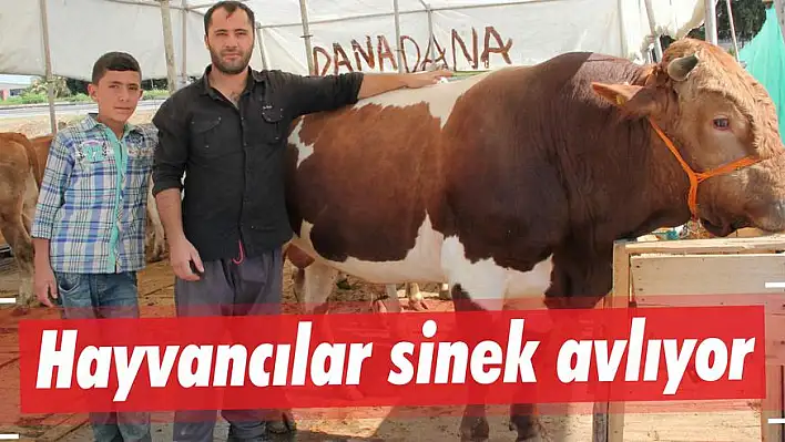 Hayvancılar sinek avlıyor