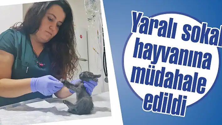Hayvanseverlerden örnek davranış