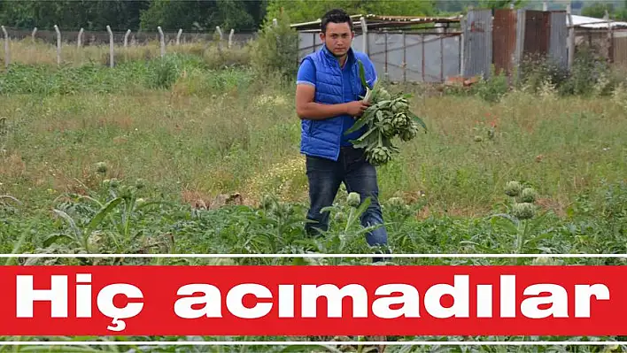 Hiç acımadılar