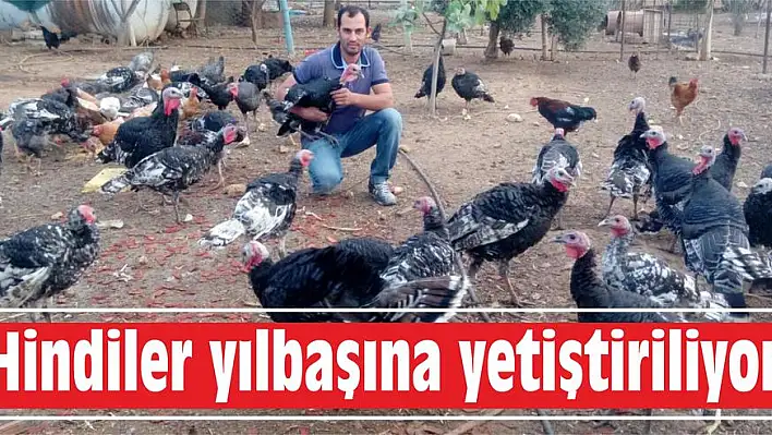 Hindiler yılbaşına yetiştiriliyor