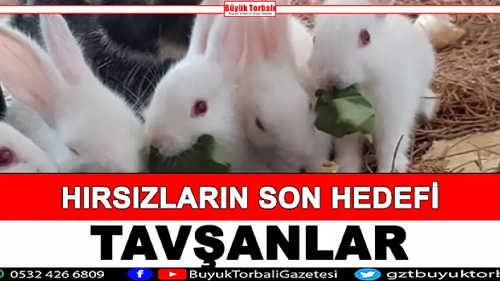 Hırsızların son hedefi tavşanlar