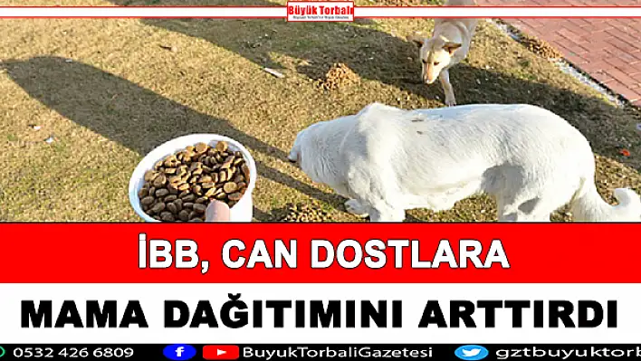 İBB, can dostlara mama dağıtımını arttırdı