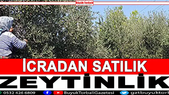 İcradan satılık zeytinlik