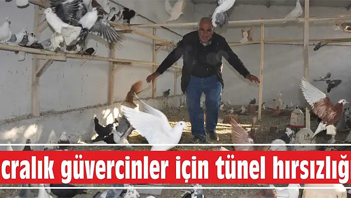 İcralık güvercinler için tünel hırsızlığı